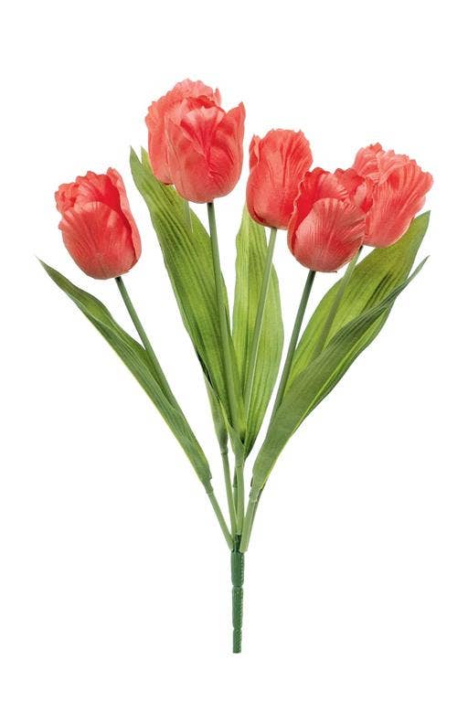 Parrot Tulip Bush X6, 19