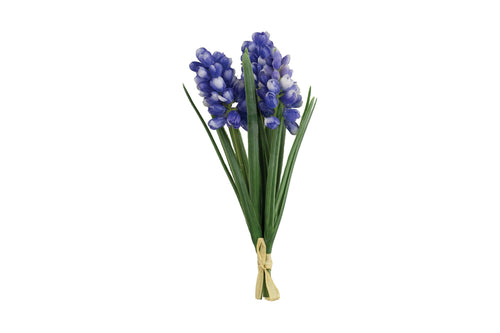 Grape Hyacinth Bundle