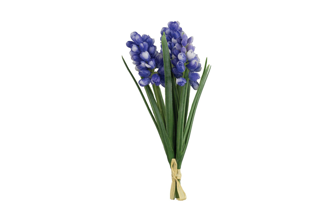 Grape Hyacinth Bundle
