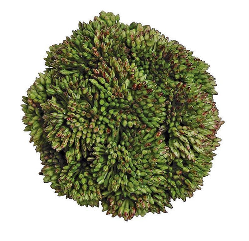Sedum Orb