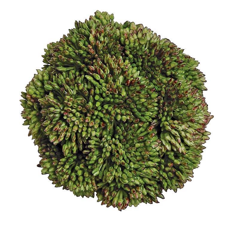 Sedum Orb