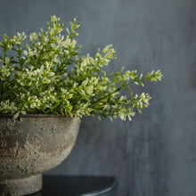 13" NEW ENGLAND BOXWOOD & BERRIES BUSH