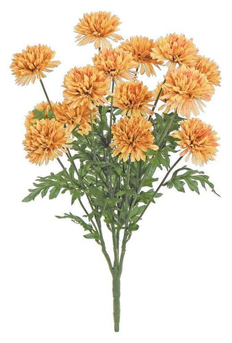 Pom-pon Mum Bush 20