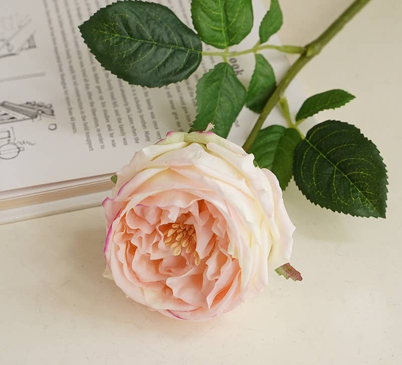 Cream Pink Cabbage Rose Stem