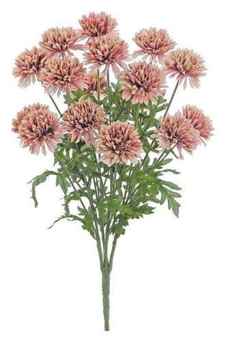 Pom-pon Mum Bush 20