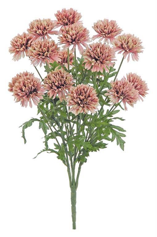 Pom-pon Mum Bush 20
