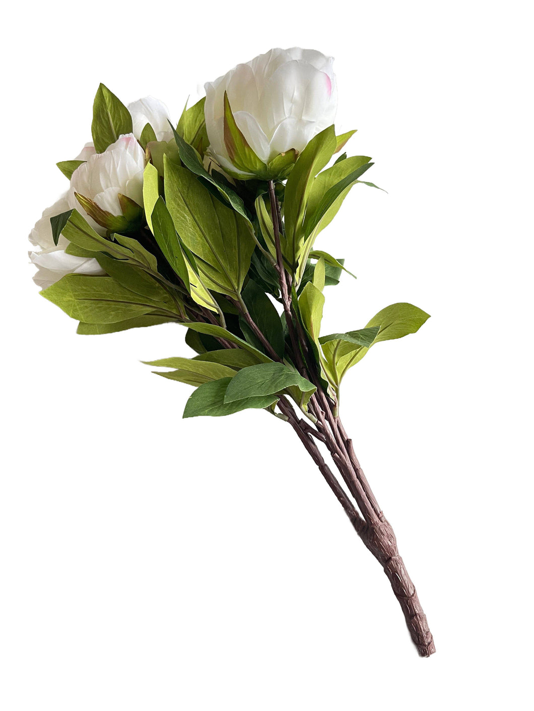 White Garden Peony Bush X8, 20.87