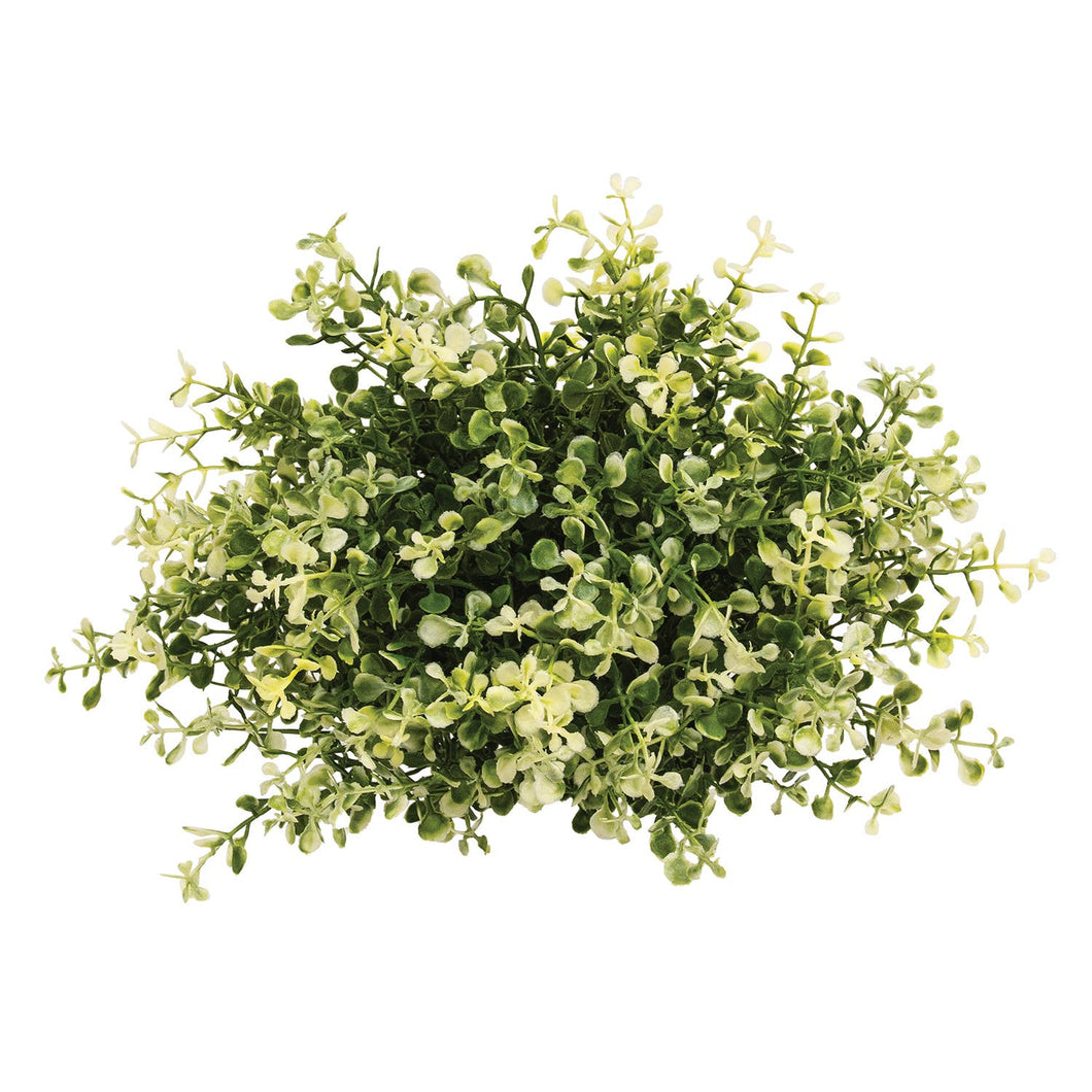 Cream Tipped Baby's Grass Half Sphere