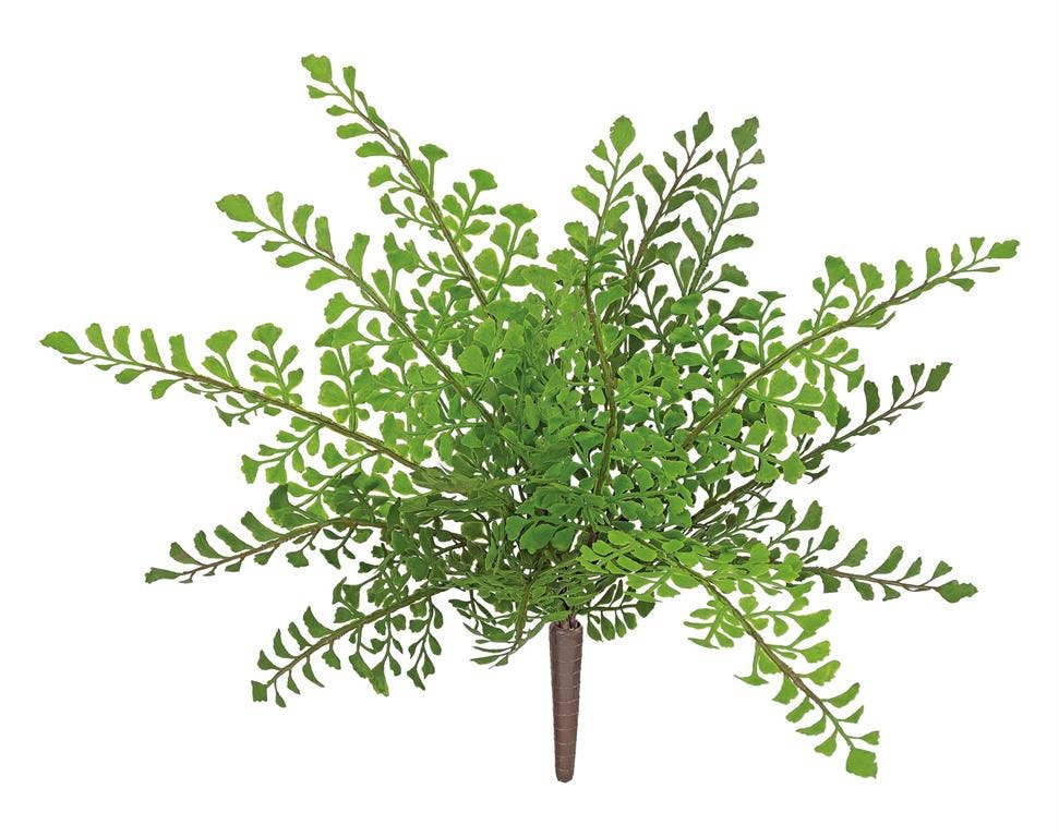 Maidenhair Fern Bush, 13
