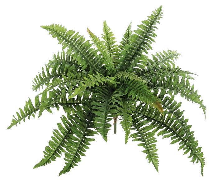 Boston Fern X28, 22