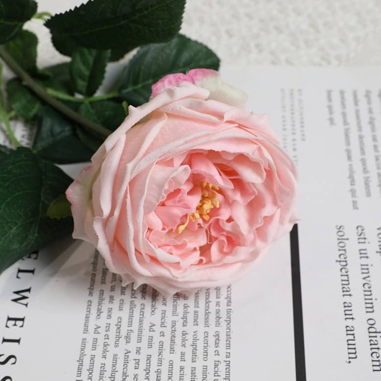 Soft Pink Cabbage Rose Stem