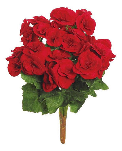 Begonia Bush, 10