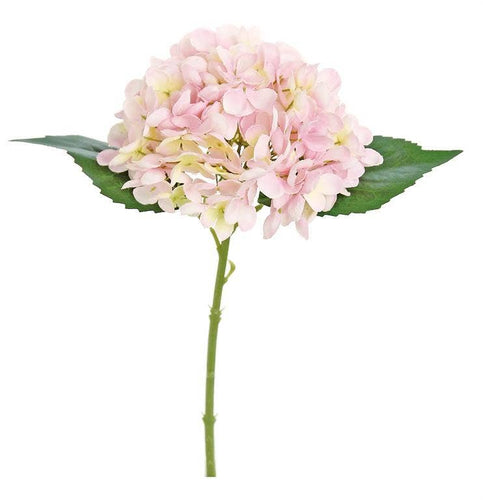 Hydrangea Cutting